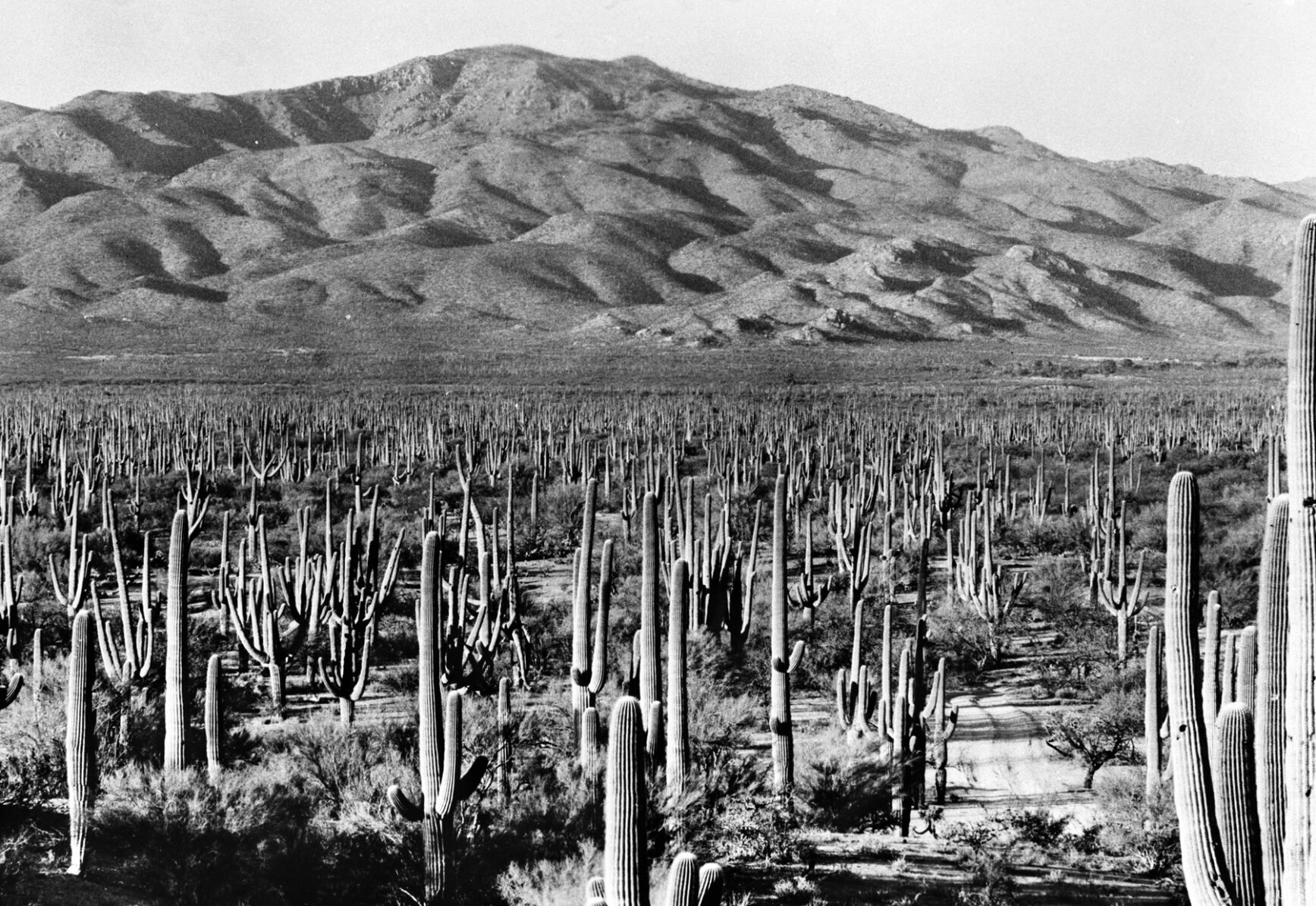 Saguaro_National_Park1935.jpg